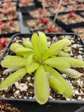 Pinguicula x "anna"