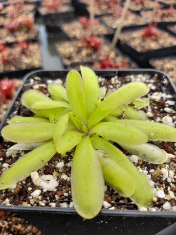 Pinguicula x "anna"