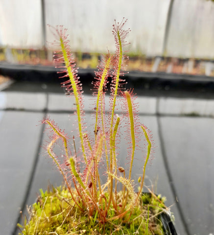 Drosera x anfil