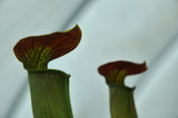 Sarracenia alata var. rubrioperculata
