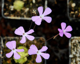 Pinguicula ehlersiae