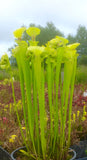Sarracenia flava "slack's maxima"