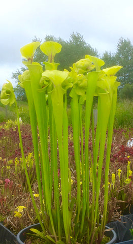 Sarracenia flava "slack's maxima"