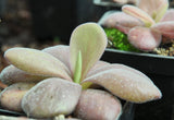Pinguicula agnata "El Lobo"