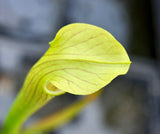Sarracenia alata var. ornata
