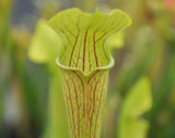 Sarracenia alata var. ornata