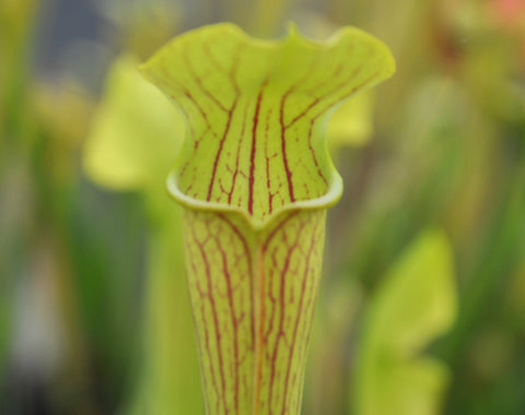 Sarracenia alata var. ornata