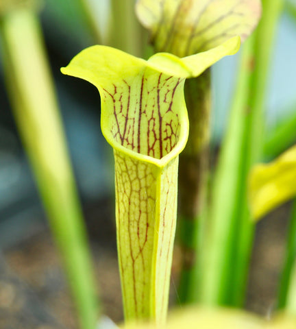 Sarracenia alata