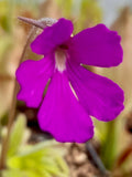 Pinguicula x "anna"