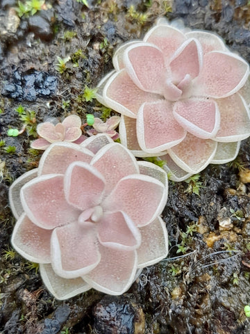 Pinguicula ehlersiae "ascension"