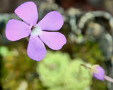 Pinguicula ehlersiae "ascension"