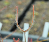 Drosera binata "cuivré"