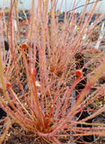 Drosera filiformis "creamsicle"
