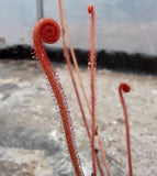 Drosera filiformis "creamsicle"