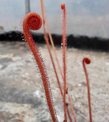 Drosera filiformis "creamsicle"