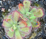 Drosera cuneifolia