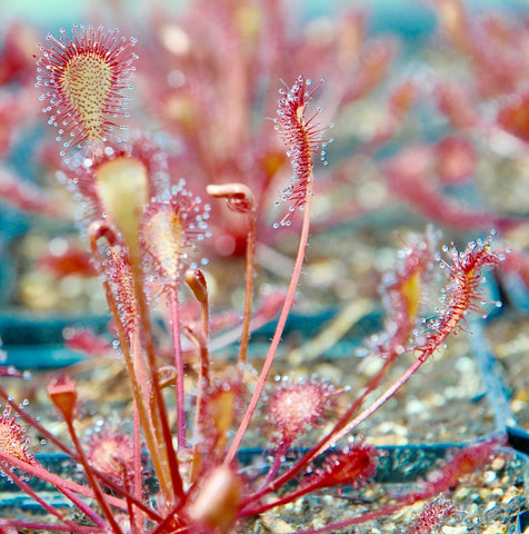 Drosera x eloisiana 'Nightmare'