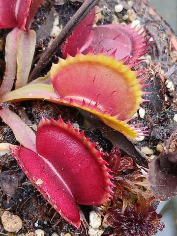 Dionaea "coq couché"
