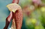 Sarracenia x 'Dixie Lace'