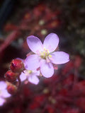 Drosera madagascariensis