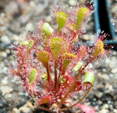 Drosera x obovata