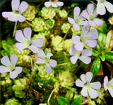 Pinguicula esseriana