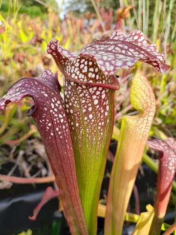 Sarracenia x excellens "large"