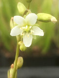 Drosera x obovata