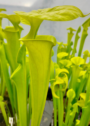 Sarracenia flava var. maxima
