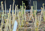 Drosera filiformis