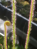 Drosera filiformis
