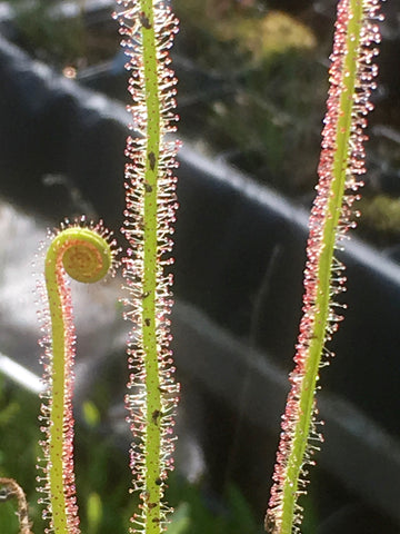 Drosera filiformis