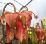 Sarracenia x 'Brook's Hybrid'