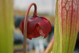 Sarracenia x 'Eva'