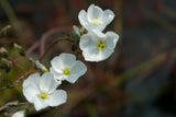 Drosera binata "cuivré"