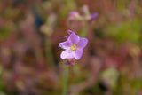 Drosera capensis {Bain's Kloof, RSA}