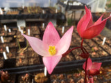 Heliamphora heterodoxa x minor