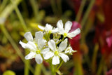 Dionaea "Greta Garbo"