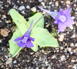 Pinguicula grandiflora