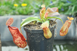 Nepenthes  "gaya"