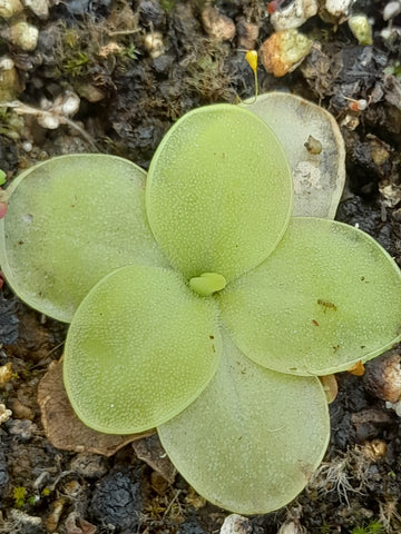 Pinguicula x " BCP golden eye"