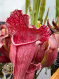 Sarracenia x mitchelliana