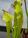 Sarracenia x areolata "fluted form"