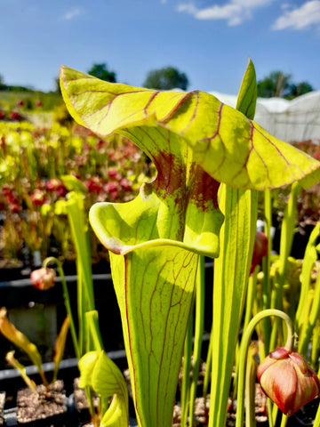 Sarracenia x 'Brook's Hybrid'
