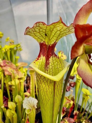 Sarracenia x 'Leah Wilkerson' {Walton Co., FL}
