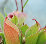 Heliamphora heterodoxa x minor