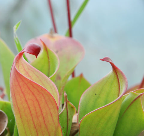 Heliamphora heterodoxa x minor