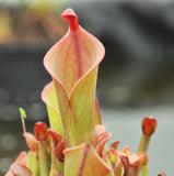 Heliamphora heterodoxa x minor