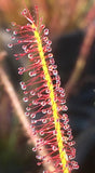 Drosera x hybrida