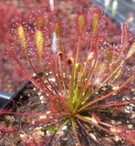 Drosera intermedia